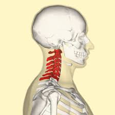 vertebre cervicale