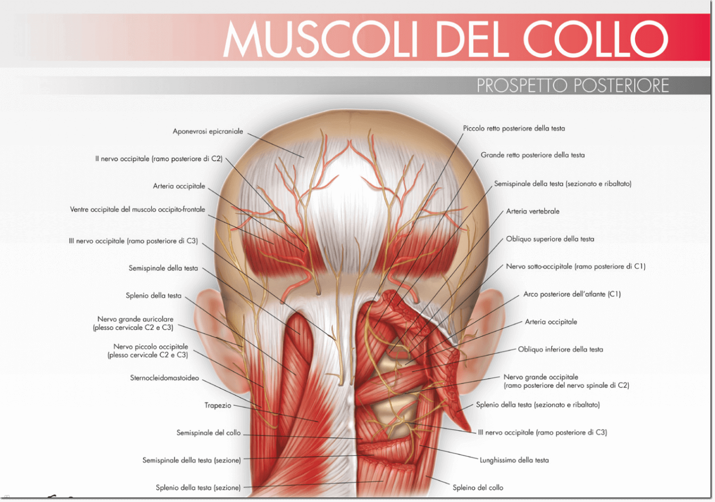 Struttura muscolare del collo